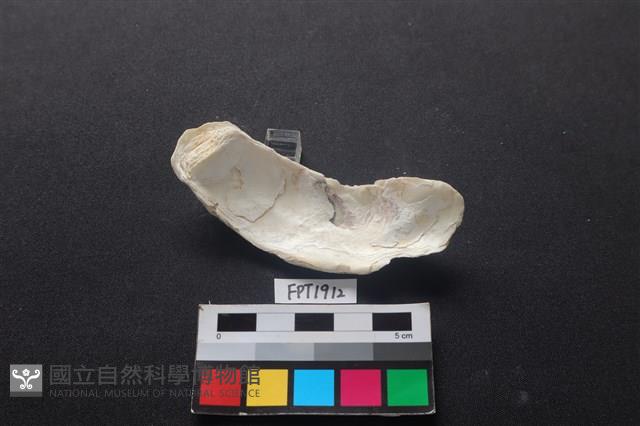 貝殼藏品圖，第2張