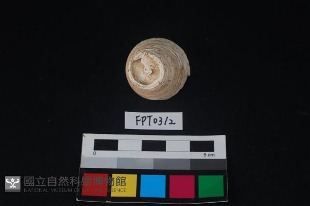 貝殼藏品圖，第2張