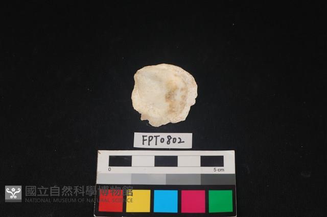 貝殼藏品圖，第2張