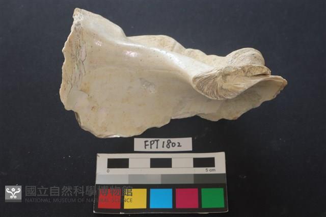 貝殼藏品圖，第2張