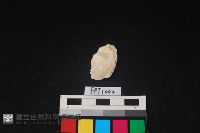 貝殼藏品圖，第2張