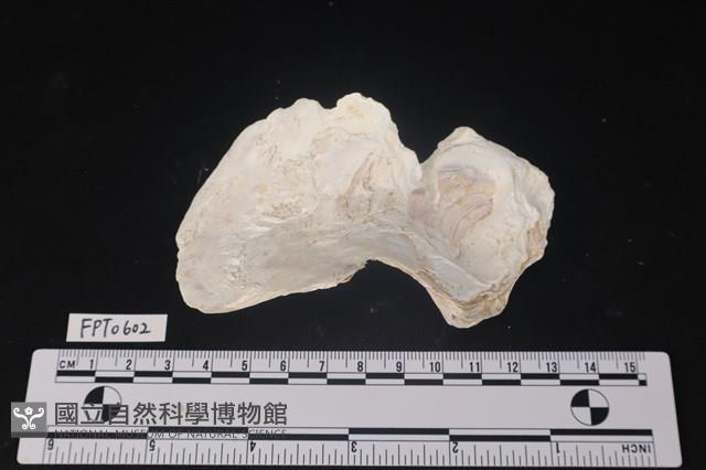 貝殼藏品圖，第2張