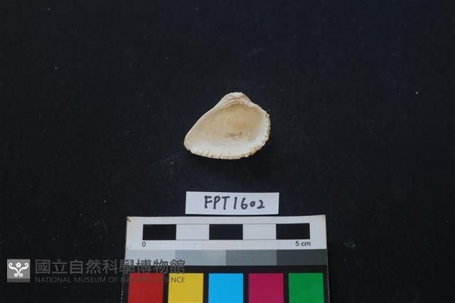貝殼藏品圖，第2張