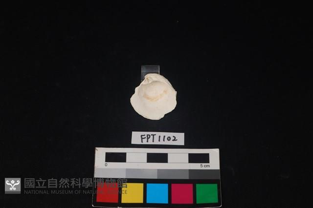 貝殼藏品圖，第2張