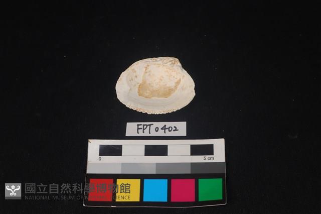 貝殼藏品圖，第2張