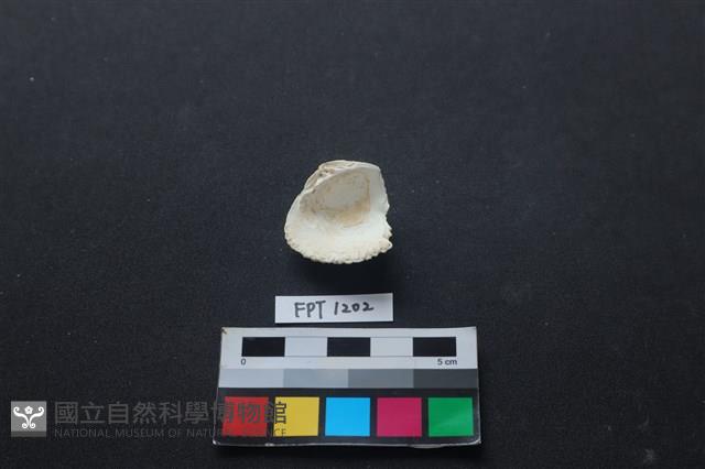 貝殼藏品圖，第2張