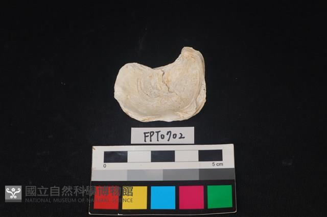 貝殼藏品圖，第2張