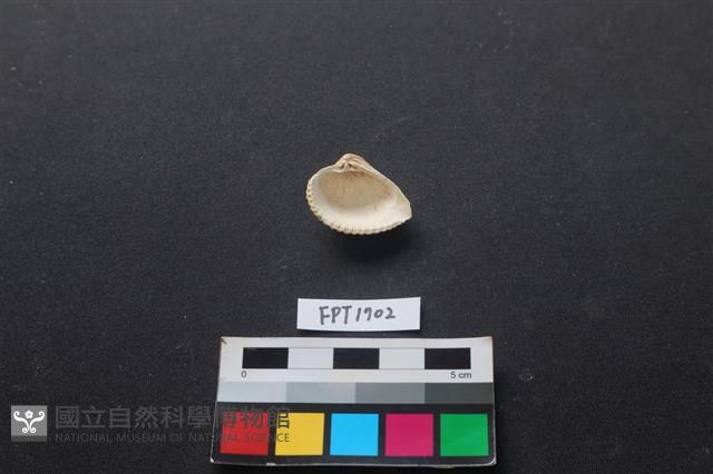 貝殼藏品圖，第2張