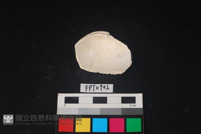 貝殼藏品圖，第2張