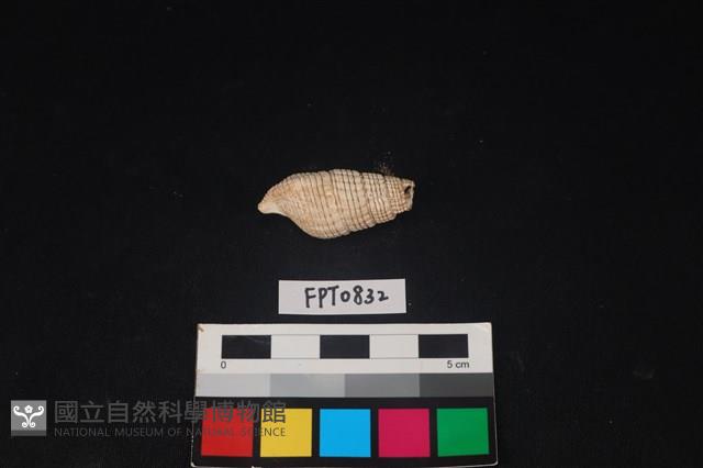 貝殼藏品圖，第2張
