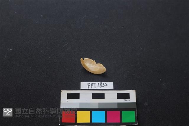 貝殼藏品圖，第2張