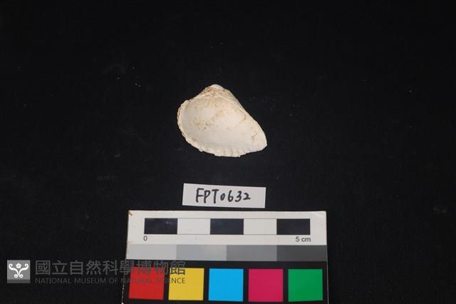 貝殼藏品圖，第2張