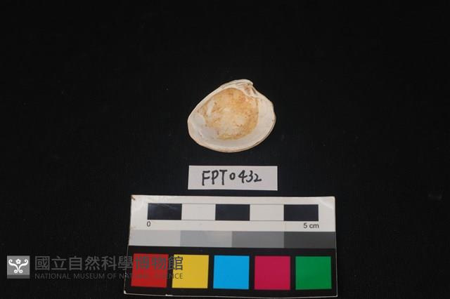 貝殼藏品圖，第2張