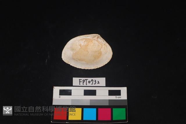 貝殼藏品圖，第2張
