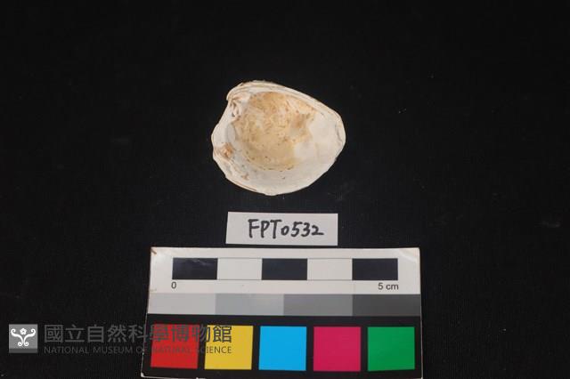 貝殼藏品圖，第2張