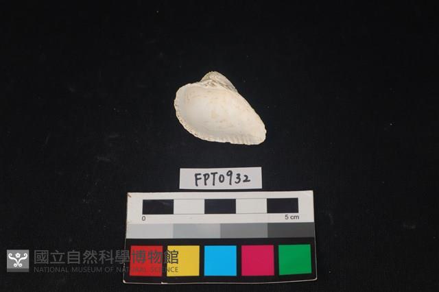 貝殼藏品圖，第2張