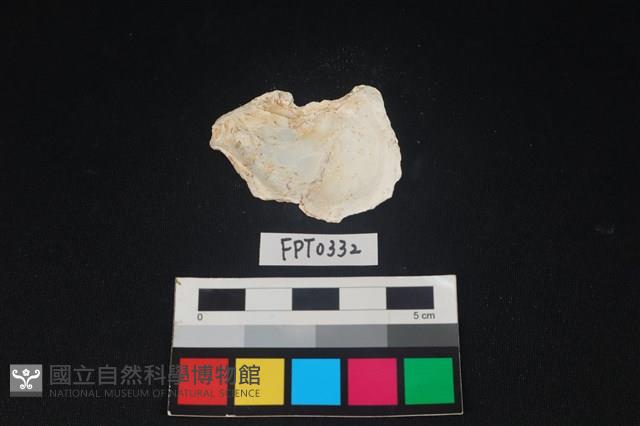 貝殼藏品圖，第2張