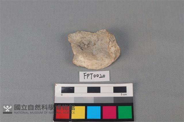 貝殼藏品圖，第2張