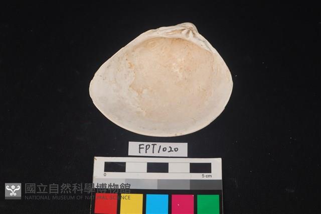 貝殼藏品圖，第2張
