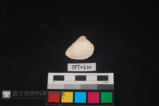 貝殼藏品圖，第2張