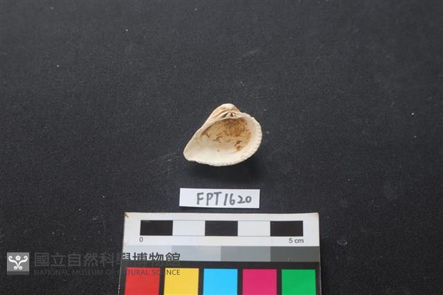 貝殼藏品圖，第2張