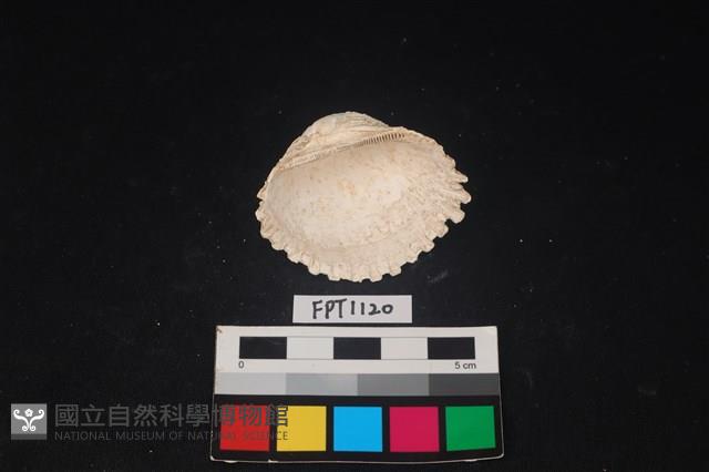 貝殼藏品圖，第2張