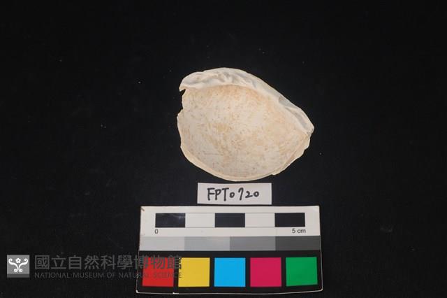 貝殼藏品圖，第2張