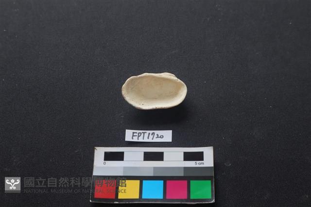 貝殼藏品圖，第2張