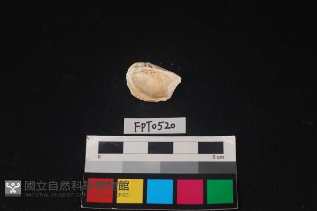 貝殼藏品圖，第2張