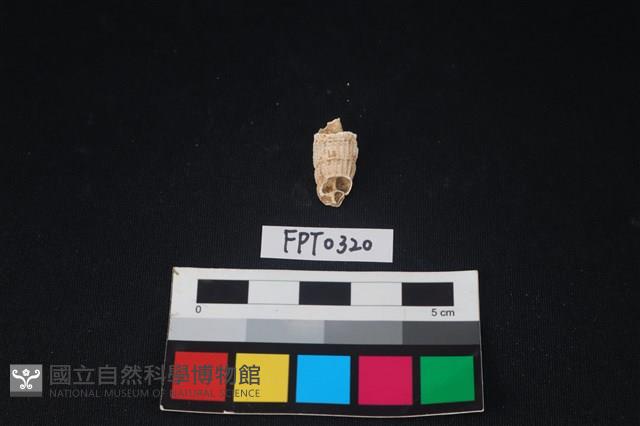 貝殼藏品圖，第2張