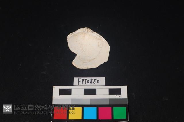 貝殼藏品圖，第2張