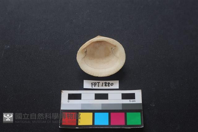 貝殼藏品圖，第2張