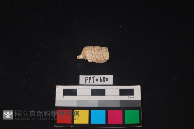 貝殼藏品圖，第2張