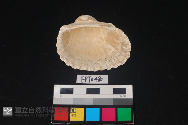 貝殼藏品圖，第2張