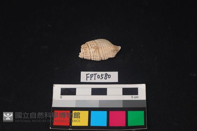貝殼藏品圖，第2張
