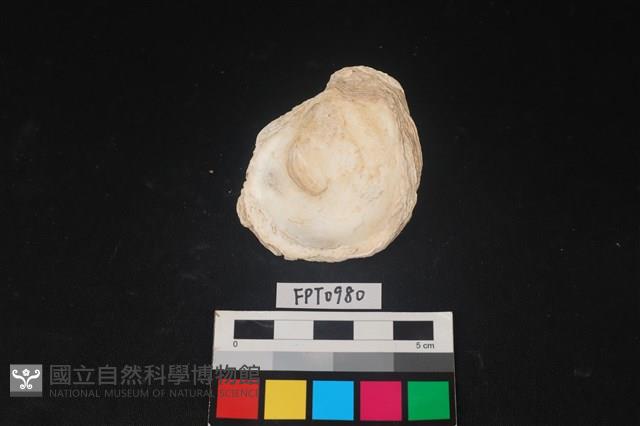 貝殼藏品圖，第2張