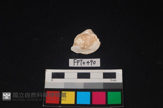 貝殼藏品圖，第2張