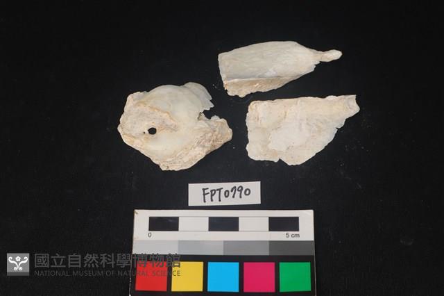 貝殼藏品圖，第2張
