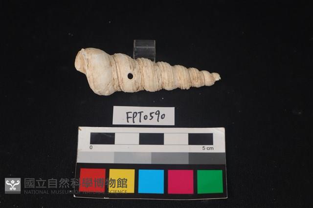 貝殼藏品圖，第2張