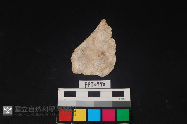 貝殼藏品圖，第2張
