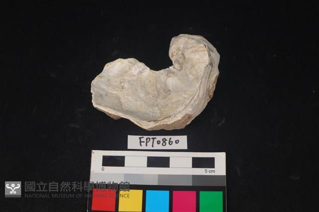 貝殼藏品圖，第2張