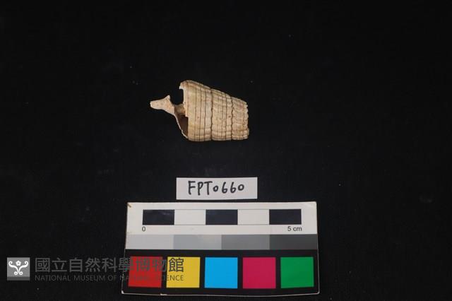 貝殼藏品圖，第2張