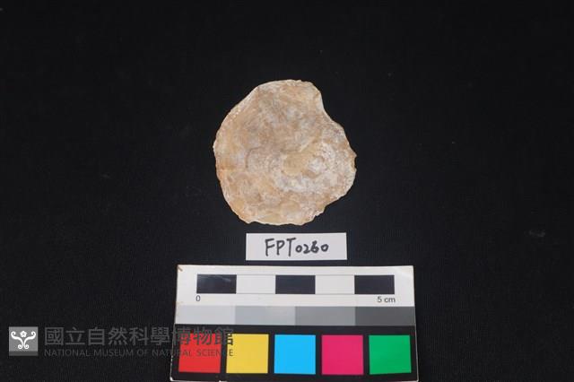 貝殼藏品圖，第2張