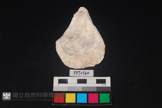 貝殼藏品圖，第2張