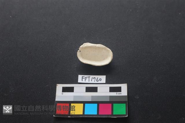 貝殼藏品圖，第2張
