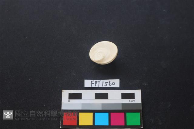 貝殼藏品圖，第2張