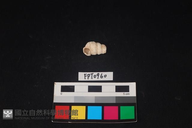 貝殼藏品圖，第2張
