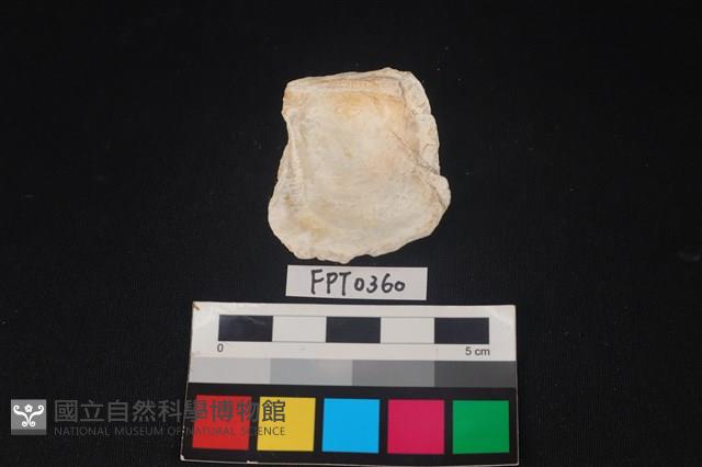 貝殼藏品圖，第2張