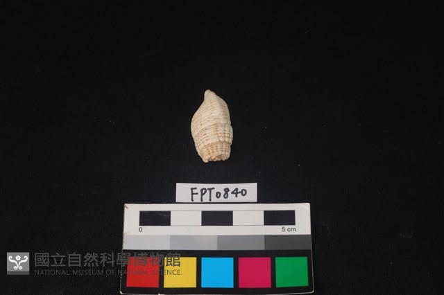 貝殼藏品圖，第2張