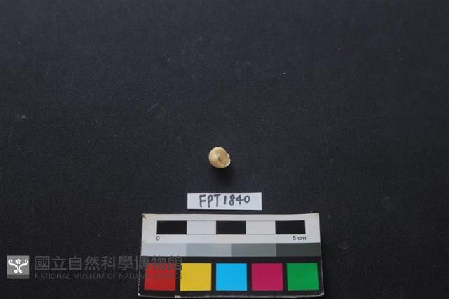 貝殼藏品圖，第2張